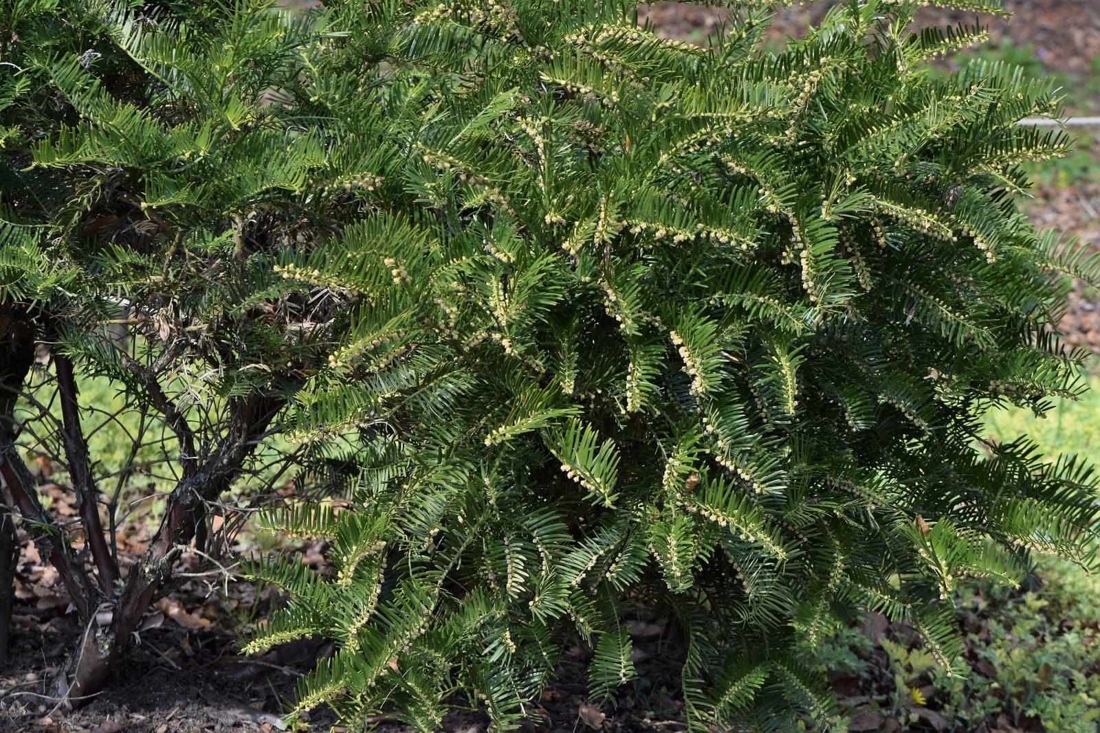 Cephalotaxus harringtonia foliage and branches showing the characteristic two-ranked needle arrangement at the Wojsławice Arboretum
