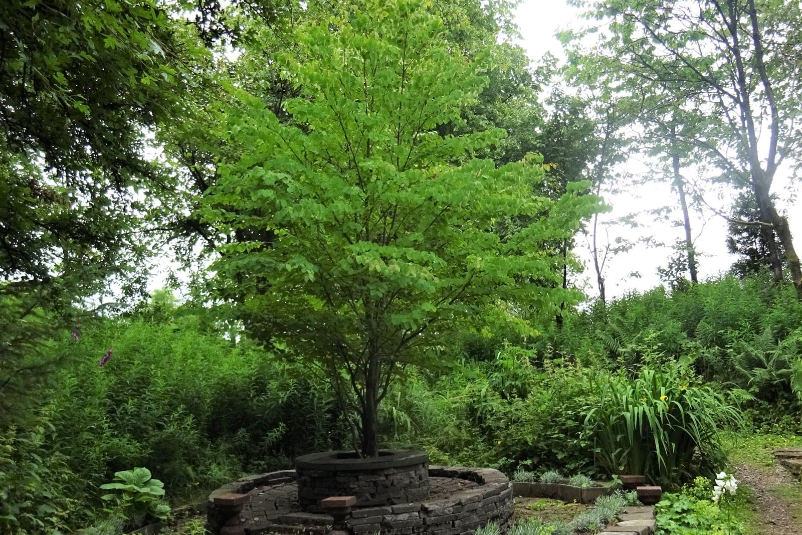 Full habit of a mature Katsura tree (Cercidiphyllum japonicum) in summer leaf at Barrmill Park, North Ayrshire, showing broad multi-stemmed form and dense rounded canopy of heart-shaped leaves.