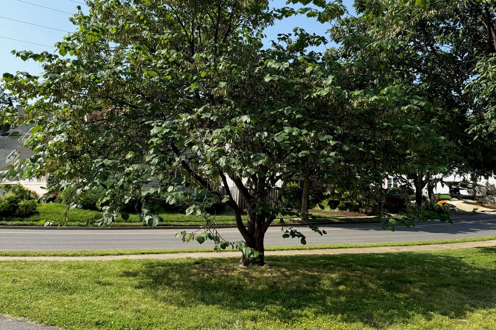 A mature Eastern redbud (Cercis canadensis) in full summer leaf against a clear sky, showing its low-branched, multi-stemmed habit and broad rounded crown.