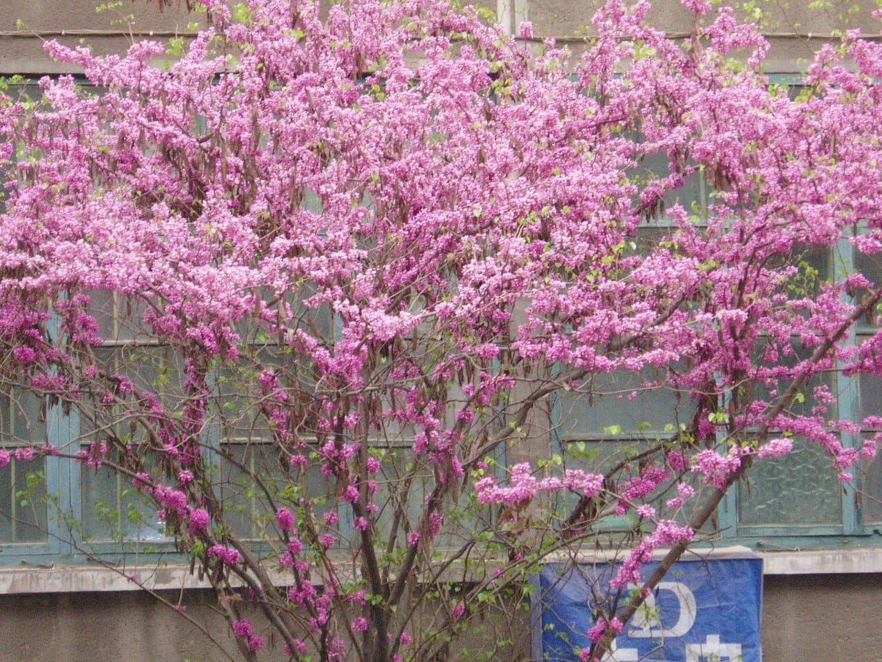 Chinese redbud (Cercis chinensis) - magenta-pink pea flowers clustered along the branches, cauliflorous bloom along bare stems, multi-stemmed habit.