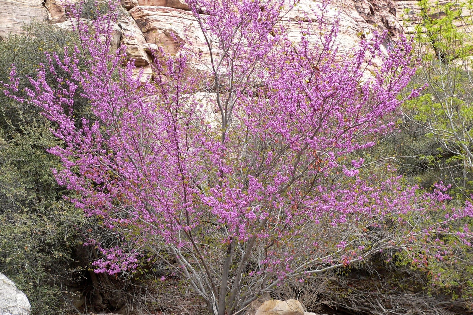 Ciclamor occidental (Cercis occidentalis) como arbusto entero y multicaule en floración primaveral, que muestra su porte en forma de jarrón, ramificado desde muy abajo y cubierto de flores magenta nacidas directamente sobre las ramas desnudas.