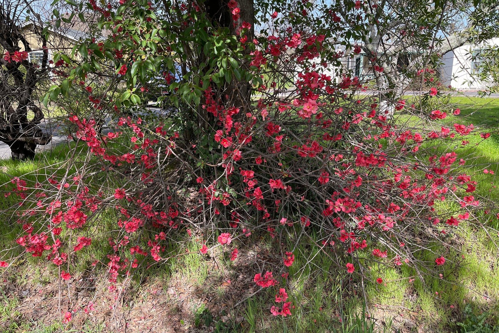Membrillero japonés (Chaenomeles speciosa) - arbusto caducifolio bajo, ancho y extendido, con un porte de ramas densas, enmarañadas, espinosas y ramulosas, flores rojo escarlata en forma de copa dispuestas densamente sobre ramillas desnudas y sin hojas a finales del invierno (febrero), floración de principios de primavera que se produce antes de la brotación foliar, sobre ramas por lo demás desnudas.