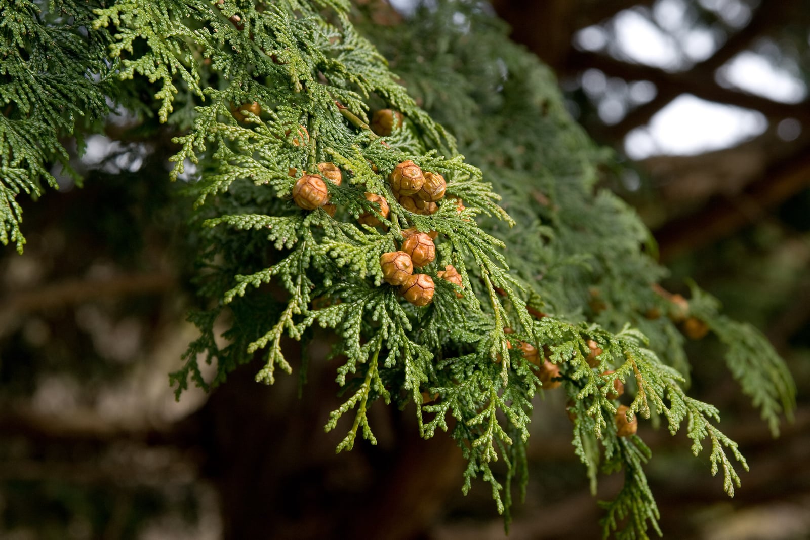 A close view of a drooping branch of hinoki cypress (Chamaecyparis obtusa): flattened, fern-like sprays of small, rounded green scale leaves carrying clusters of round, orange-brown cones with wrinkled, shield-shaped scales, against a blurred background of dark trunk and branches.