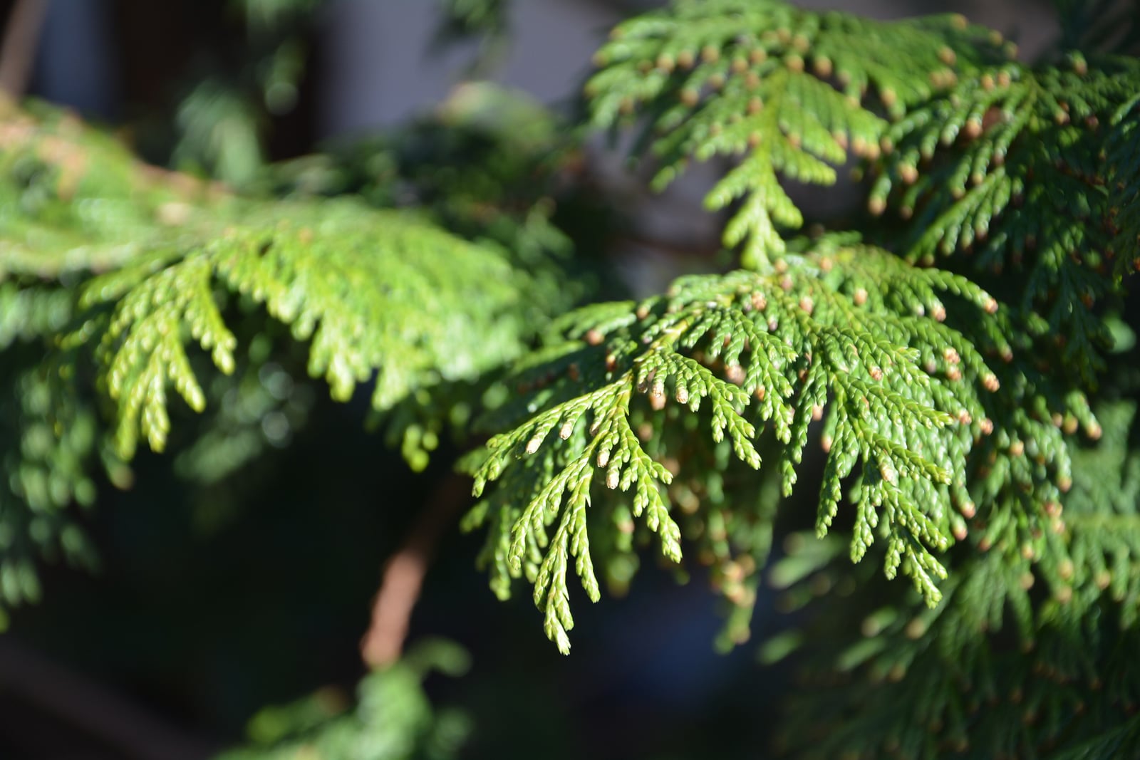 A close view of sawara cypress (Chamaecyparis pisifera) in sunlight: bright green, fern-like sprays of fine, pointed scale leaves, many shoot tips ending in tiny pale brown cones, with more sprays and a reddish-brown branch blurred in the dark background.