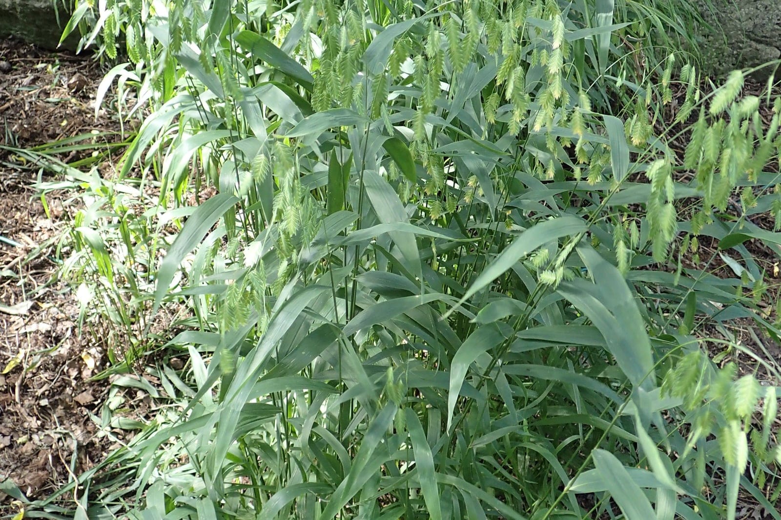 River oats (Chasmanthium latifolium) as a whole green-season clump in a rock garden, showing the broad bamboo-like blades and arching stems hung with flat oat-like spikelets.