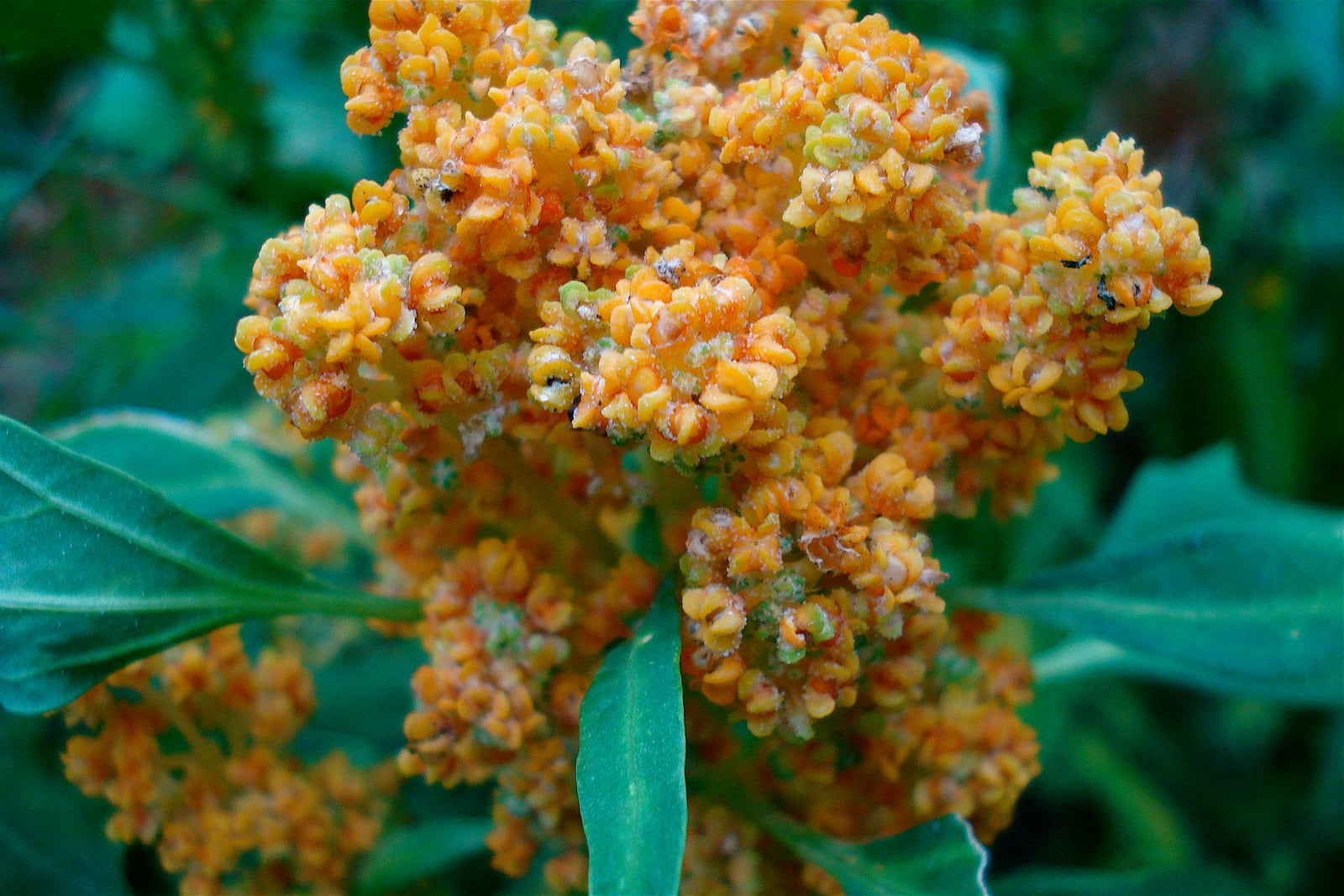 Quinoa (Chenopodium quinoa) - a close-up of a dense, branched seed head of orange grains among lance-shaped green leaves.