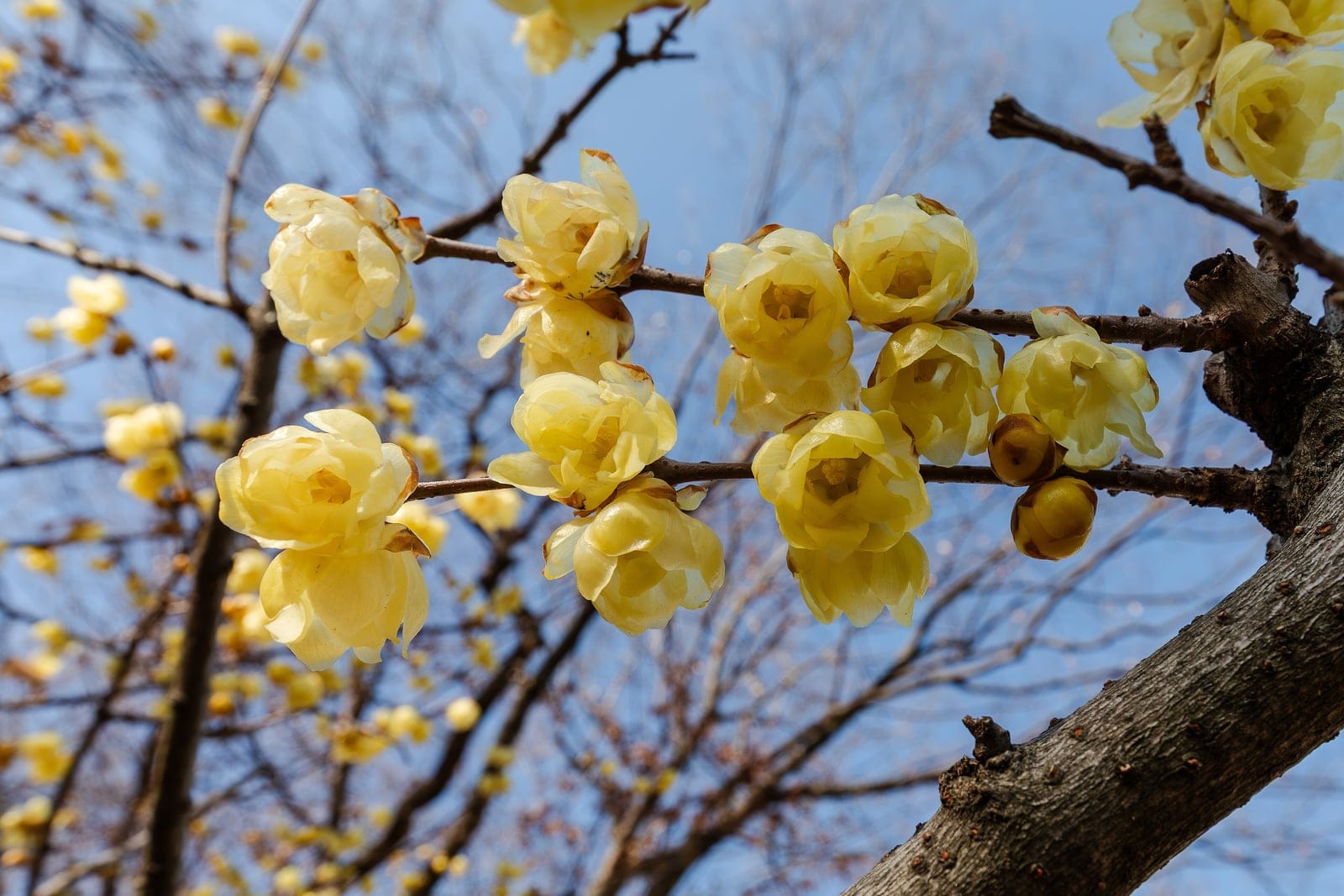 Chimonanto (Chimonanthus praecox f. concolor) - flores cerosas amarelo-claras abrindo-se em ramos lenhosos nus em janeiro no Nagai Botanical Garden, Japão.