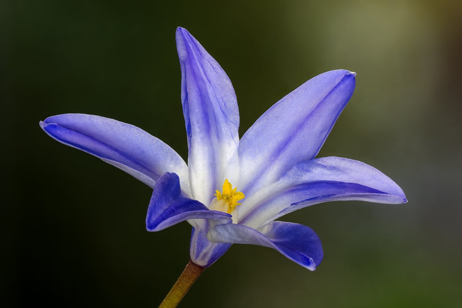 Close-up focus-stacked photograph of a single Chionodoxa forbesii flower showing sky-blue star-shaped petals and a white center with yellow anthers