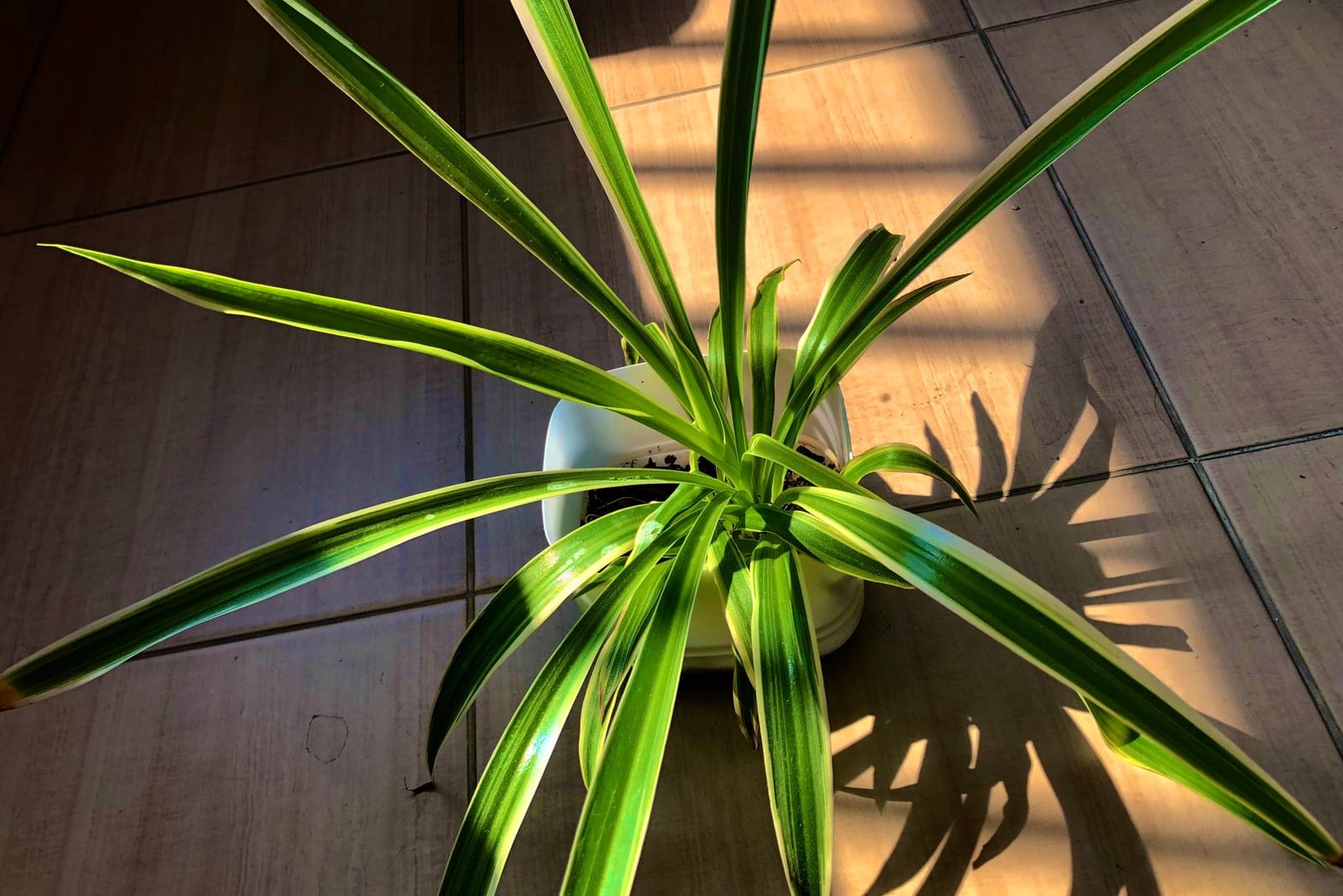 Spider plant (Chlorophytum comosum) - rosette of long, arching, grass-like strap leaves radiating from a central crown, green-and-creamy-white longitudinal variegation along each leaf (green-edged with a pale stripe), dense clumping houseplant habit grown in a pot.