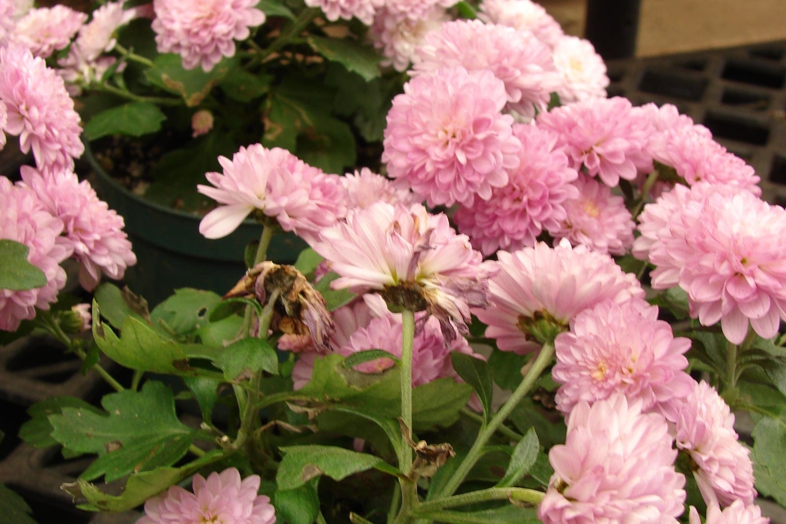 Chrysanthème des jardins (Chrysanthemum x morifolium) en plante conteneurisée, montrant le port dense en coussin arrondi, couvert de capitules doubles en pompon au-dessus d'un feuillage à lobes grossiers.