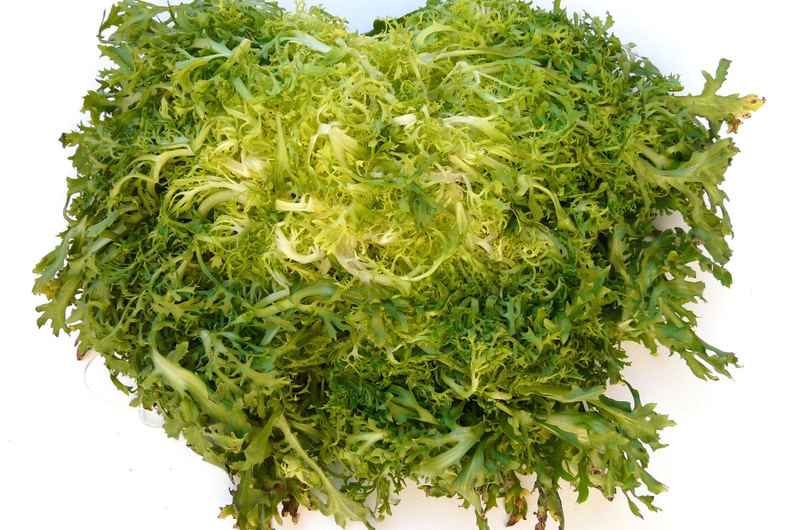 Endive (Cichorium endivia) as a mature curly-leaved (frisée) head, showing the dense, finely cut and frilled blanched-yellow inner foliage that defines the cultivated rosette.