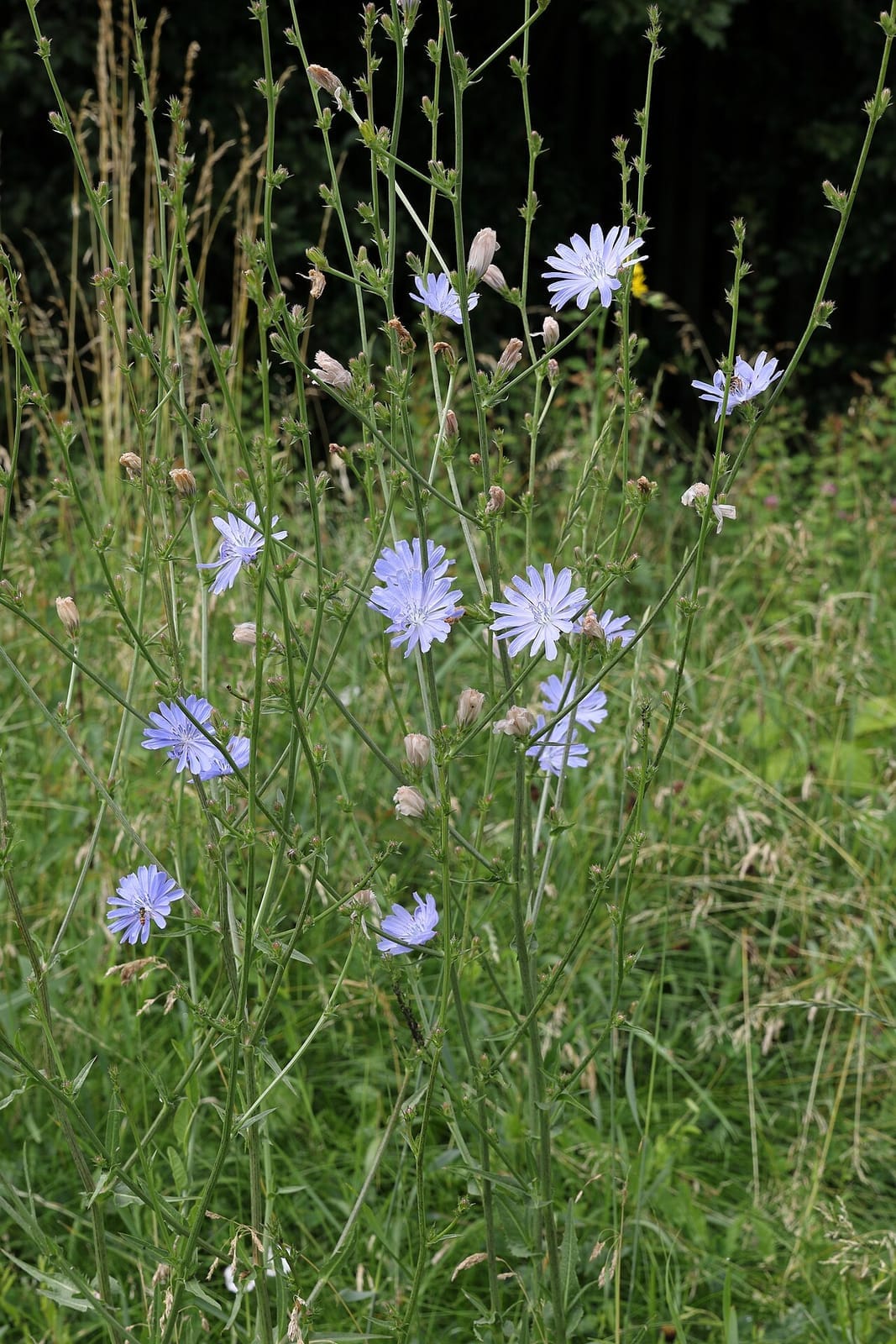 Chicory (Cichorium intybus) - sky-blue square-tipped ray flowers, wiry branching stems, open lanky habit, naturalized in grass.