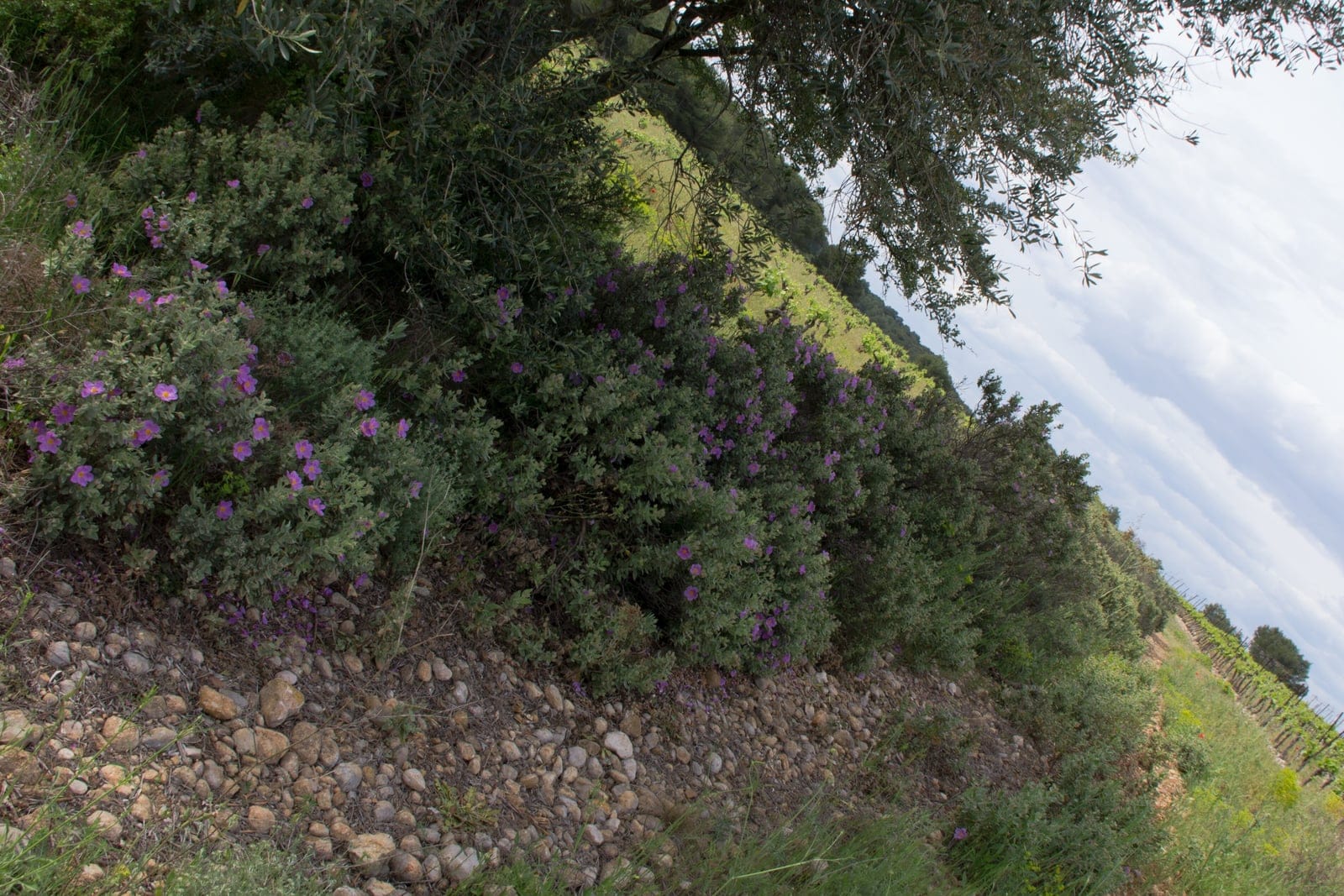 Grey-leaved cistus (Cistus albidus) as a mature shrub flowering in Mediterranean garrigue, showing its low mounding evergreen habit covered in pink-purple blooms over grey felted foliage.