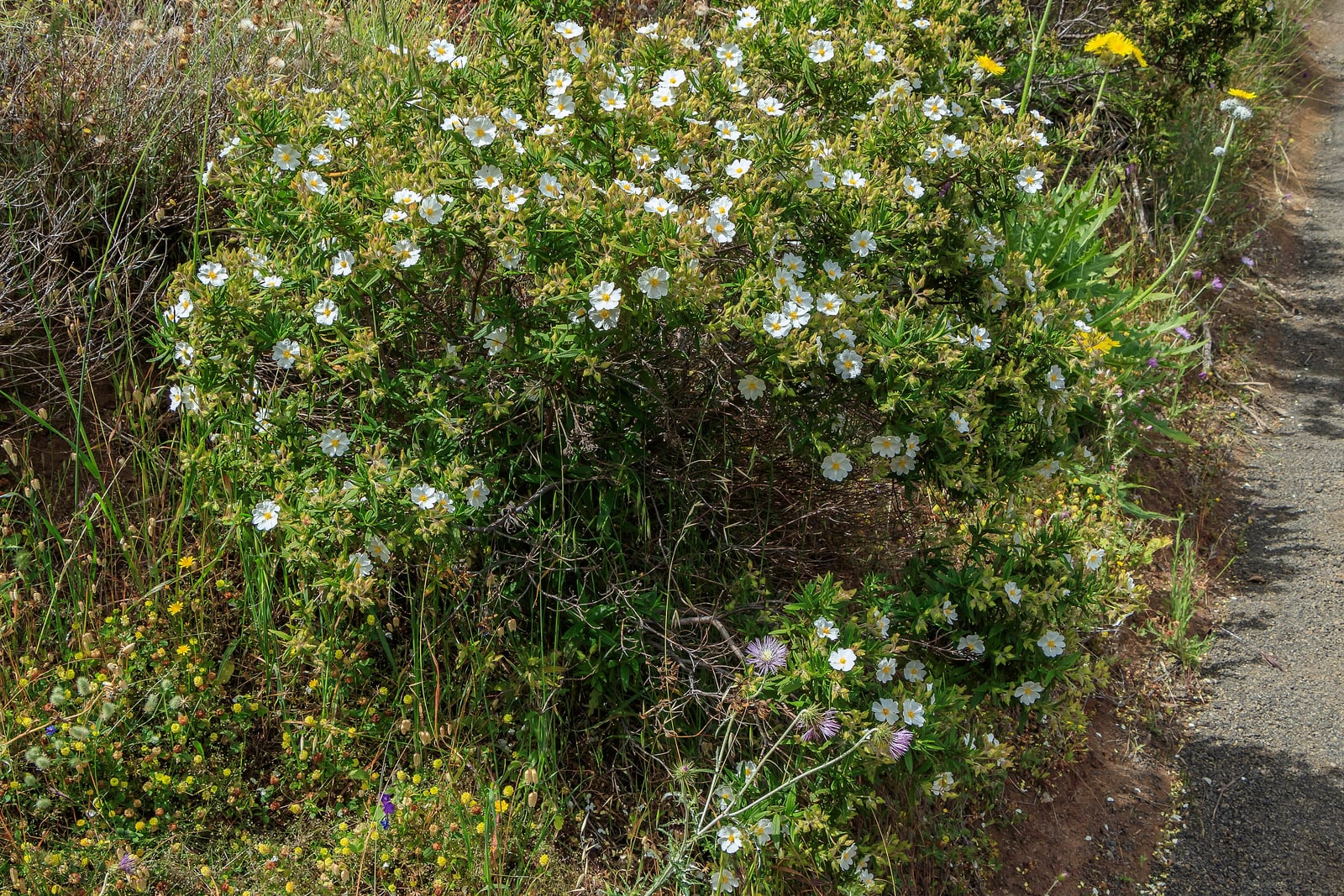 Montpellier rockrose (Cistus monspeliensis) in flower, a low evergreen shrub with narrow sticky leaves and small white five-petalled flowers.