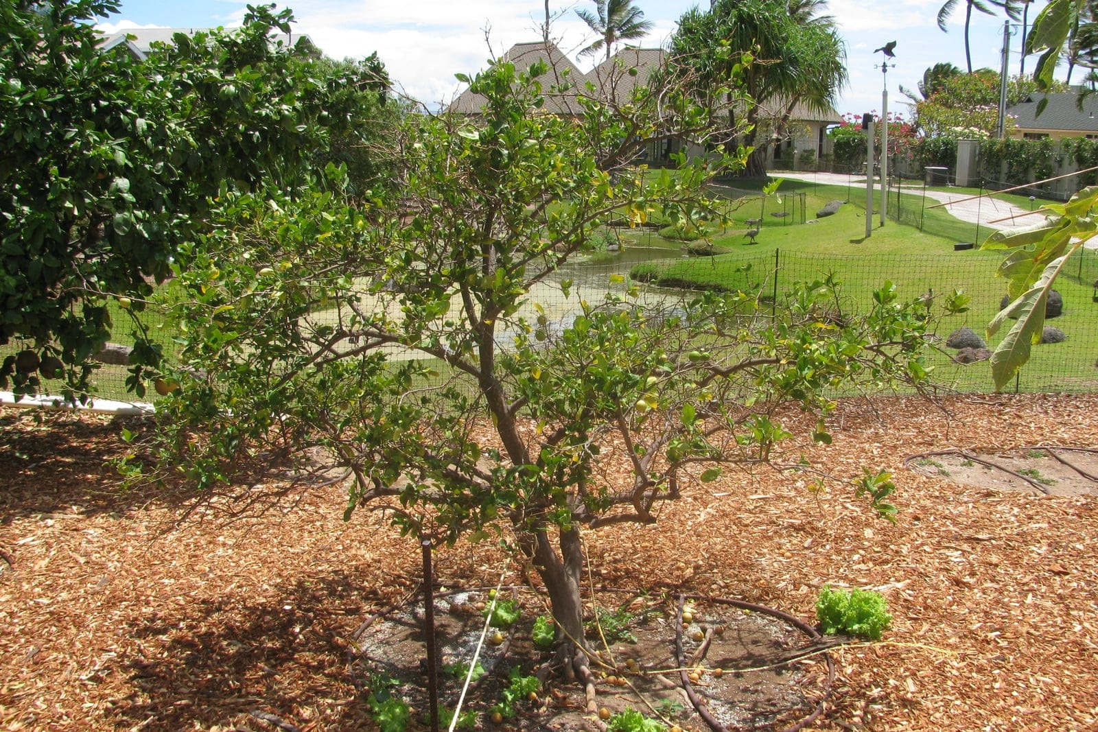 Lima mexicana (Citrus x aurantiifolia) como árbol joven completo en su porte, que muestra la copa redondeada y muy ramificada y el tronco corto típicos de este cítrico pequeño y espinoso.
