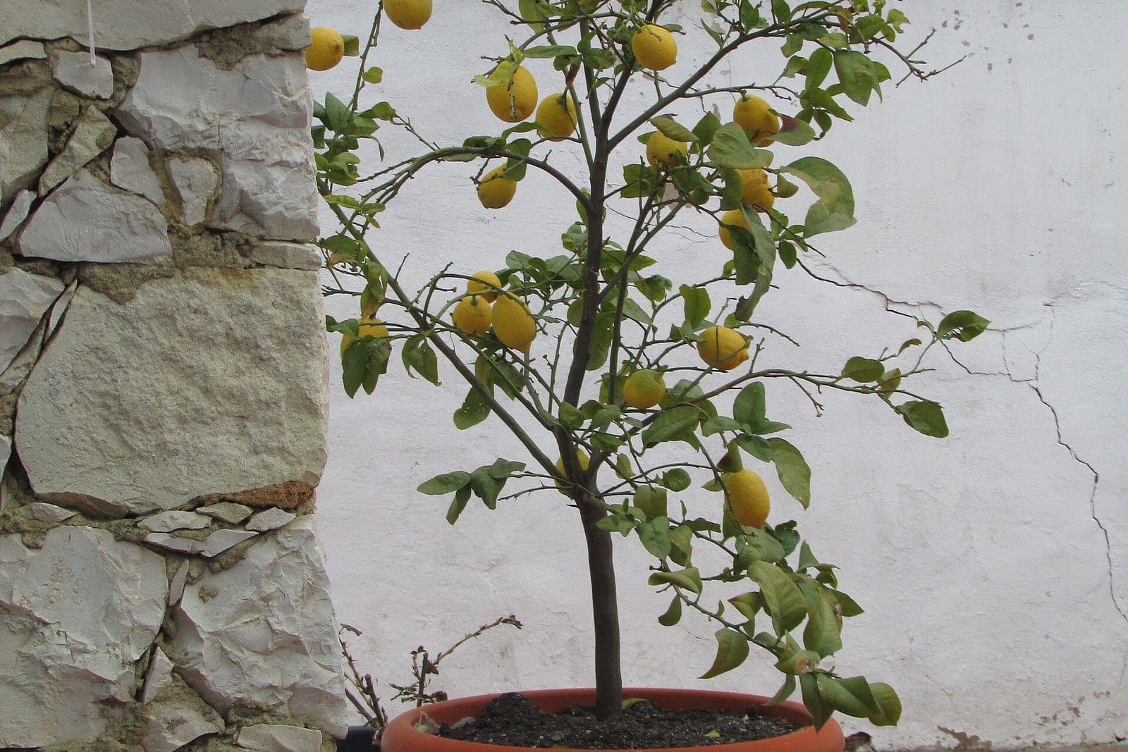 Limonero (Citrus x limon) como árbol joven en maceta, que muestra su porte perenne compacto de tronco único, sus ramas finas y abiertas y sus frutos amarillos maduros agrupados, ante un muro encalado.