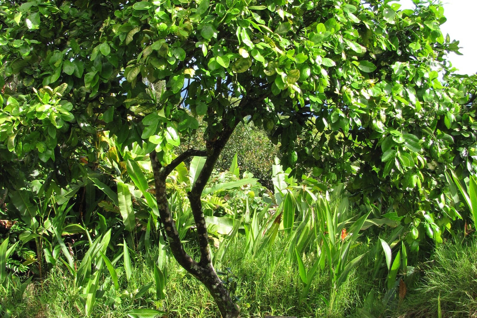Grapefruit (Citrus x paradisi) as a whole young tree at a botanical garden, showing the single short trunk and dense, rounded broadleaf-evergreen canopy of the species spreading habit.