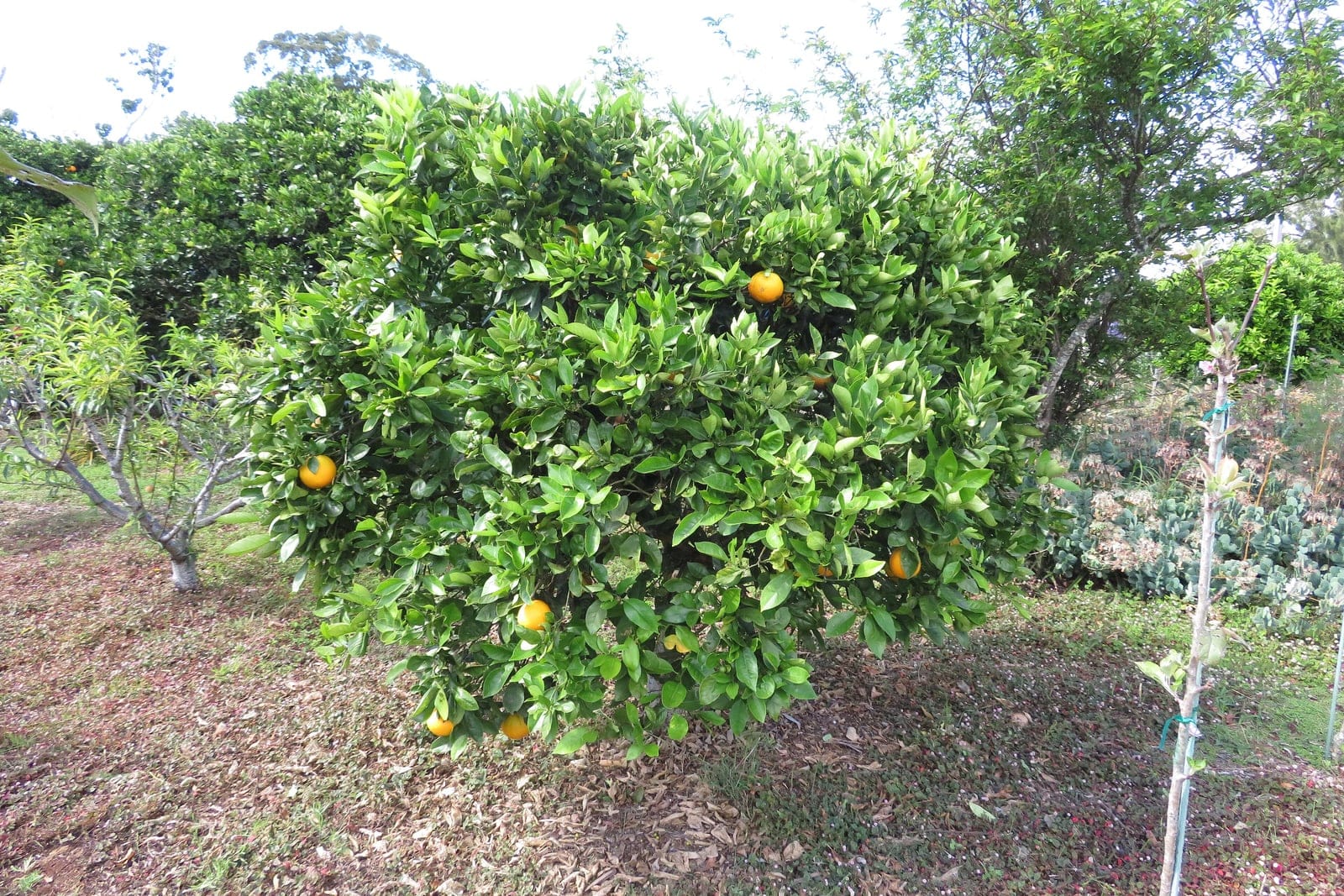 Naranjo dulce (Citrus x sinensis) como árbol entero en un huerto doméstico (cultivar navel Cara Cara), mostrando la copa perenne, densa y redondeada, cargada de frutos naranjas maduros.