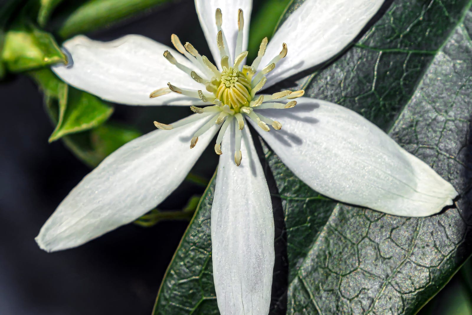 Close-up of Clematis armandii flowers showing star-shaped white blooms with creamy stamens against deep-green glossy leaves
