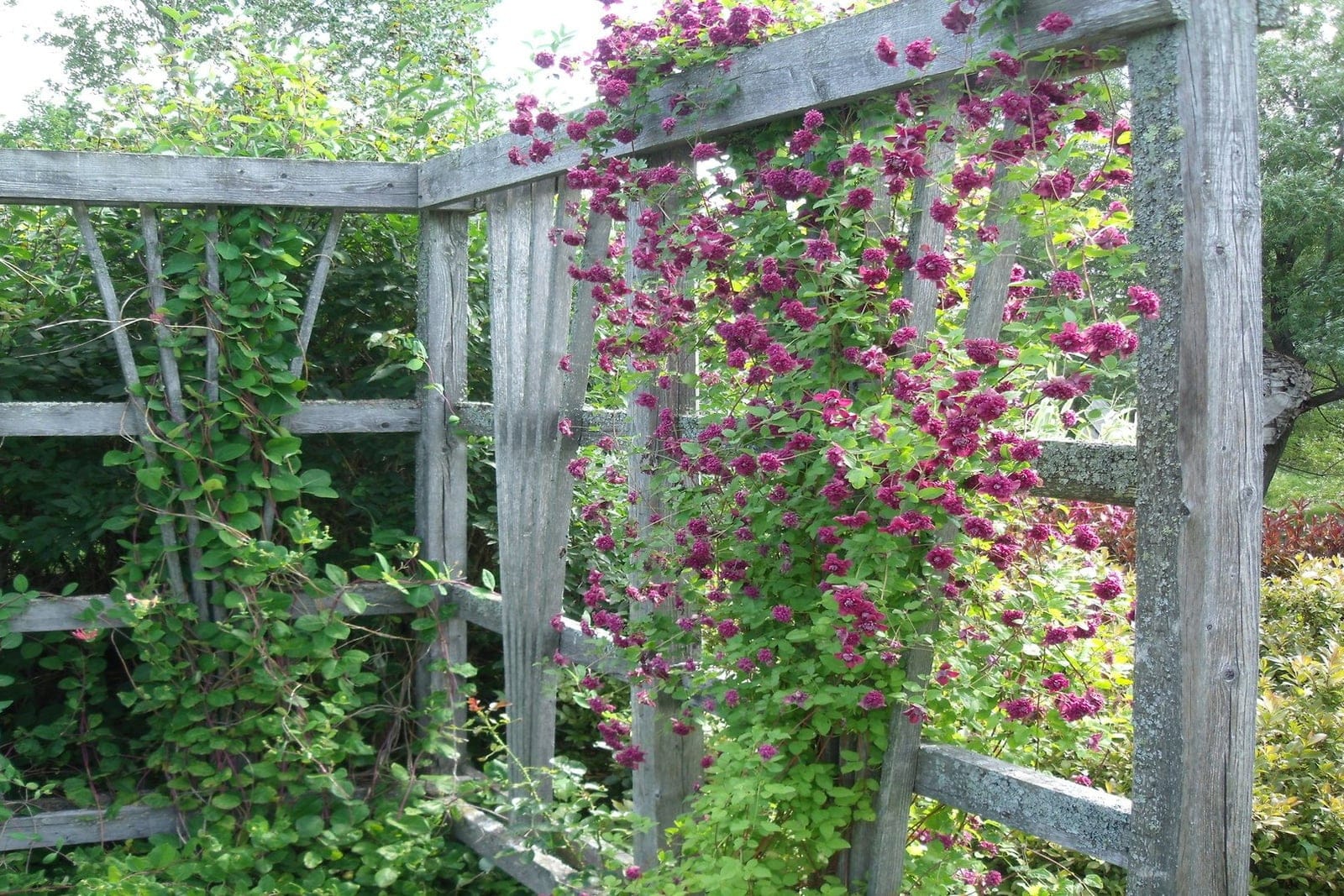 Clematis (híbrida) trepando sobre un enrejado de madera en plena floración, que muestra el porte trepador voluble con el que la planta se sujeta mediante pecíolos foliares enrollados.