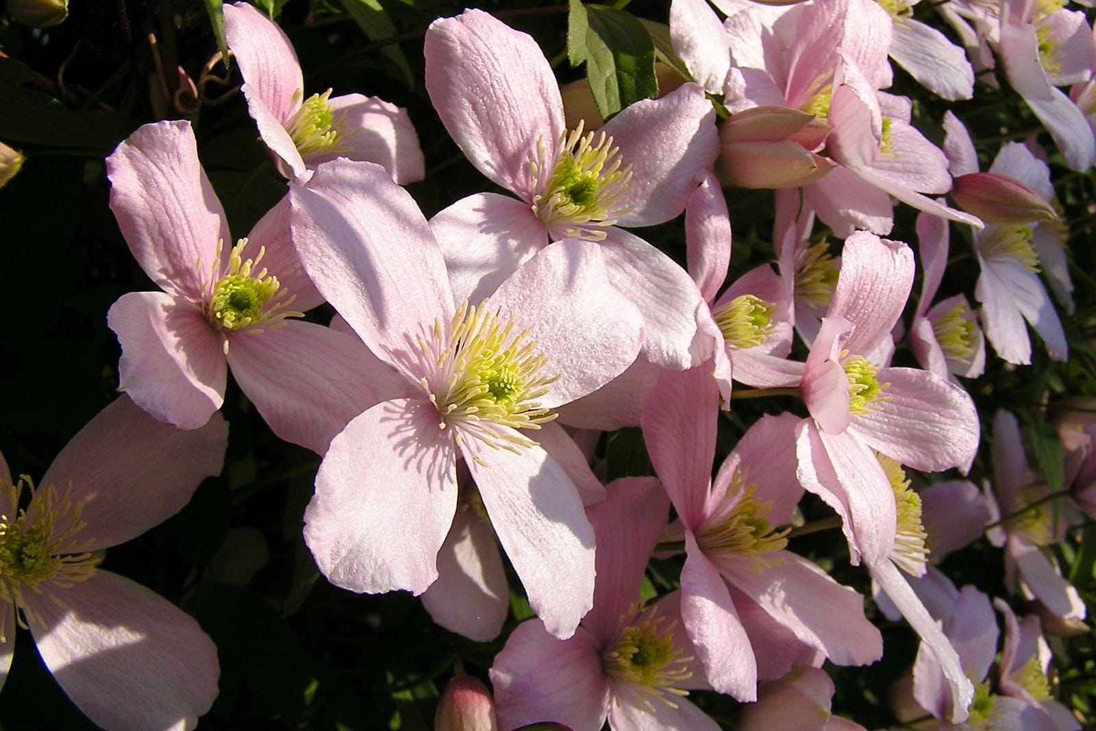 Primer plano de flores de Clematis montana que muestran cuatro pétalos blancos y anteras amarillas prominentes sobre un follaje verde