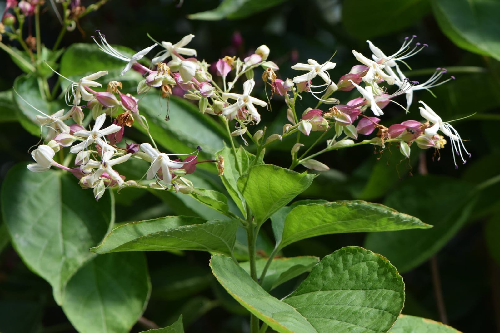 Clerodendrum trichotomum (Harlequin glorybower) - clusters of fragrant white star-shaped flowers with long protruding stamens and reddish calyces, photographed at Botanischer Garten Berlin-Dahlem.