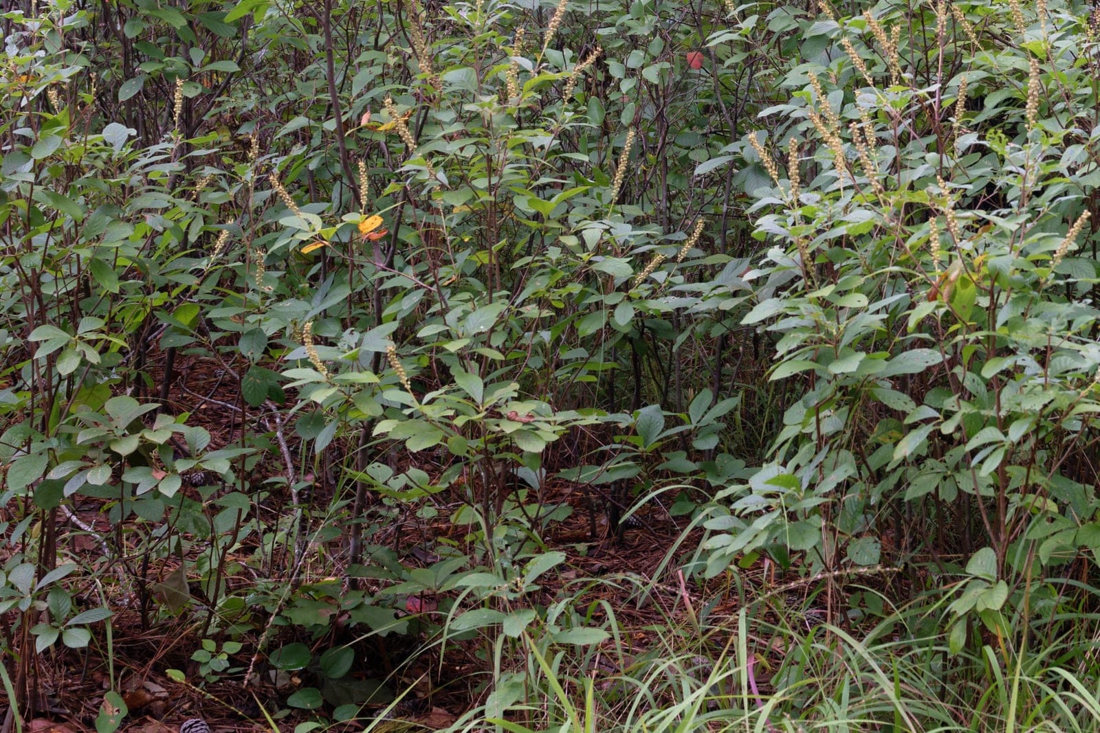 Colonia de Clethra alnifolia en la estación verde, mostrando su porte arbustivo multicaule y productor de hijuelos, con hojas aserradas y lustrosas parecidas a las del aliso.