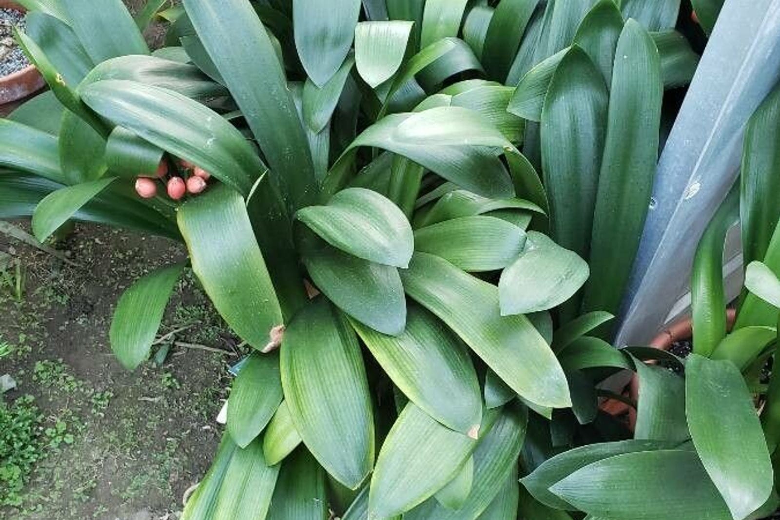 Natal lily (Clivia miniata) as a mature clump, showing the dense fan of arching, two-ranked dark-green strap leaves with a cluster of developing berries at the base.