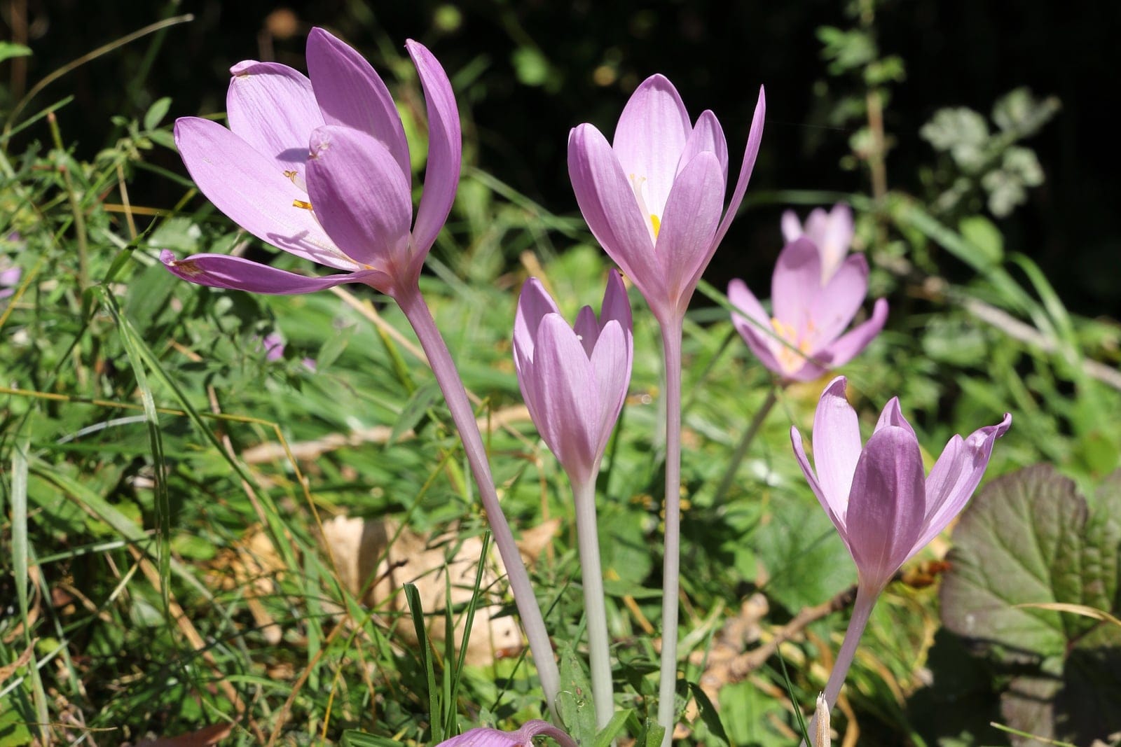 Colchicum autumnale flowers blooming in a meadow margin in Czechia, showing characteristic leafless goblet-shaped lilac-pink blooms emerging from bare soil in September.
