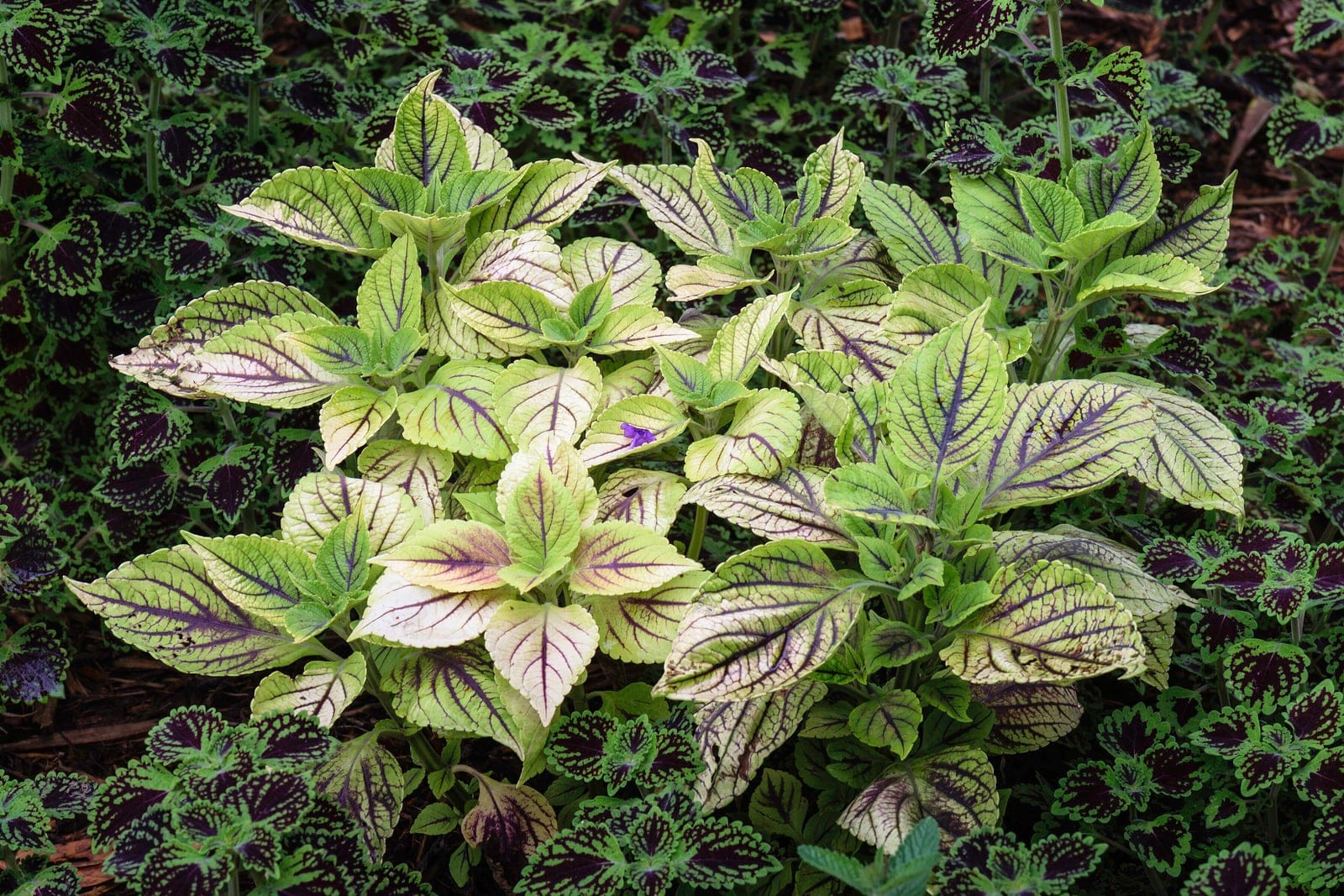 Coleus (Coleus scutellarioides) as a single mounded plant in a botanical garden, showing the bushy, upright-branching habit and cream-and-green leaves with purple venation.
