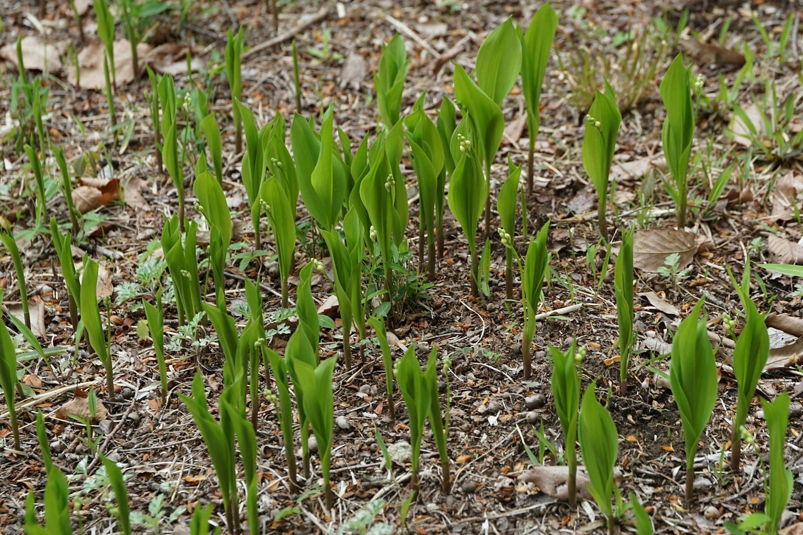Lily of the valley (Convallaria majalis) as a spreading colony of shoots emerging from the rhizome, the broad, parallel-veined leaves showing its groundcover-forming habit.