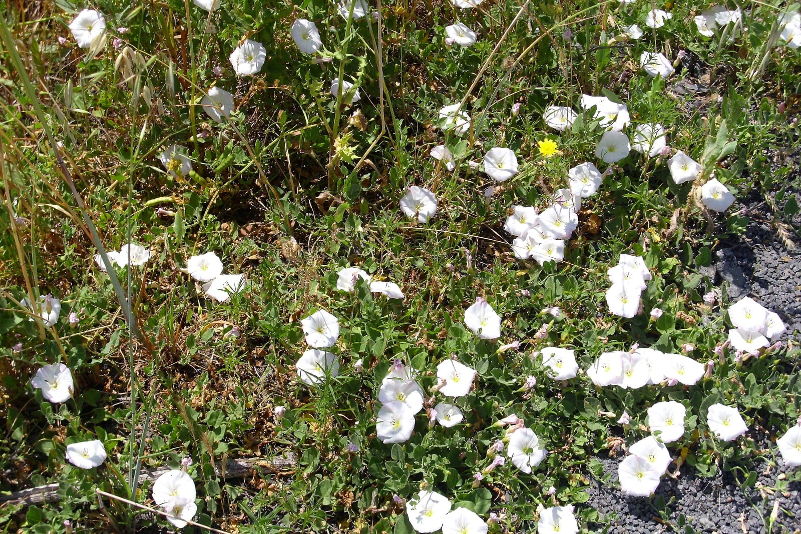 Field bindweed (Convolvulus arvensis) as a sprawling flowering mat, showing the low, scrambling perennial habit dotted with white funnel-shaped blooms over arrowhead leaves.