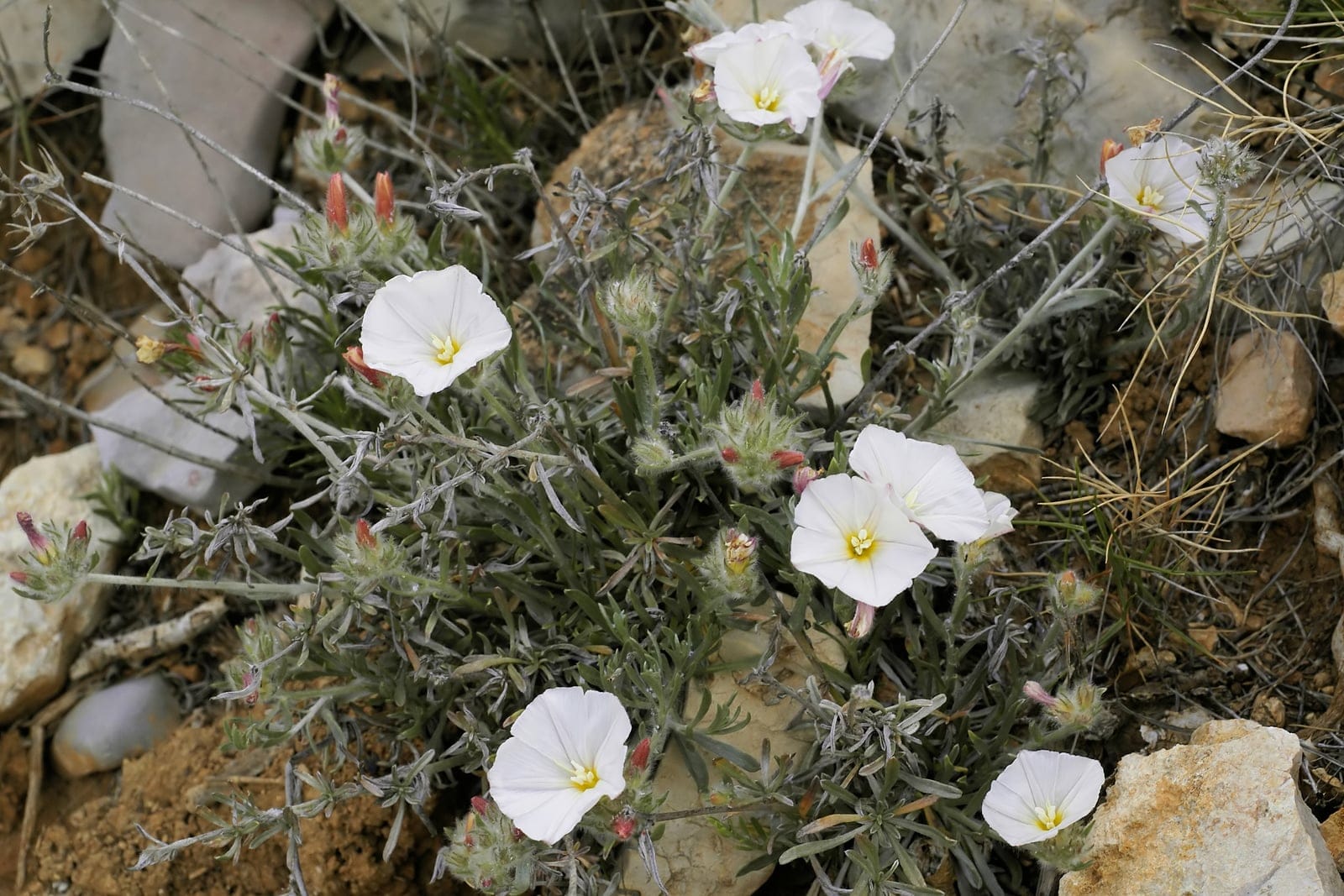 Convólvulo plateado (Convolvulus cneorum) creciendo de forma silvestre en una ladera costera rocosa del Mediterráneo: un montículo bajo y extendido de hojas estrechas intensamente plateadas y de pelosidad sedosa, con varias flores blancas en forma de embudo.