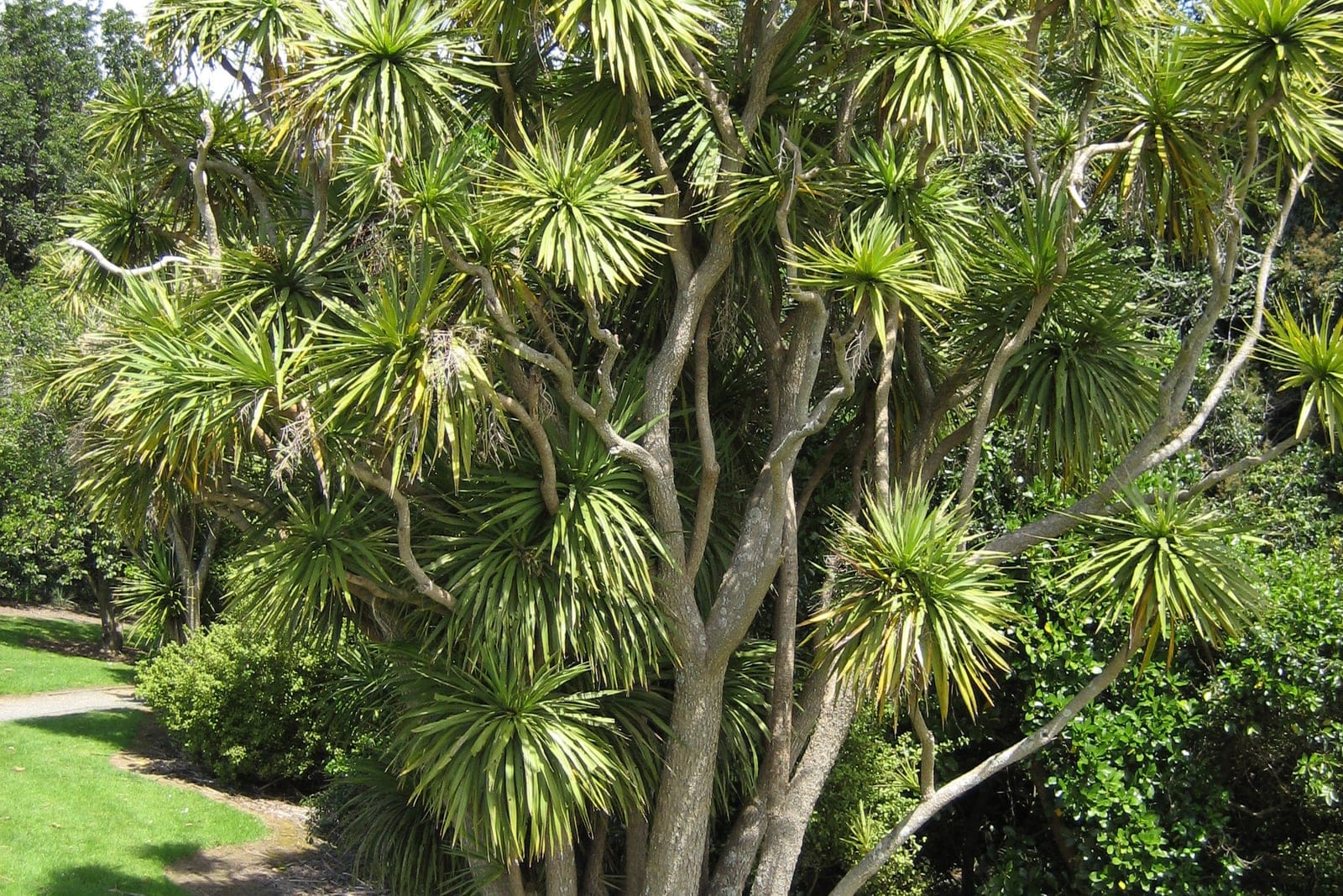 Cordyline australis cabbage tree showing full plant habit with stout trunk and arching sword-leaf crown at Millers Bush, Manukau, New Zealand