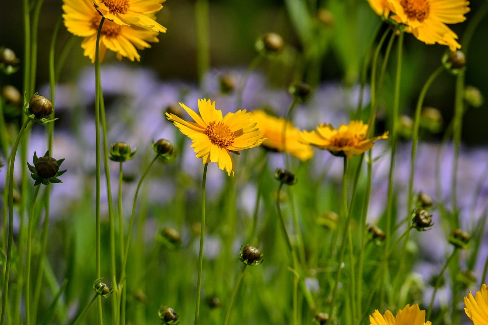 A stand of largeflower tickseed in a border: many slender green stems carrying rounded green buds and several fully open, solid golden-yellow daisy flowers, the nearest one sharply focused with clearly toothed petal tips and an orange centre. A haze of pale purple flowers sits out of focus behind.