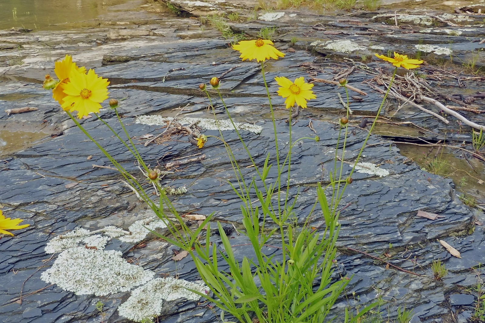 A wild clump of lanceleaf coreopsis rooted in a crack in flat, lichen-blotched grey bedrock beside a river. A dense rosette of narrow, smooth-edged, lance-shaped leaves sits at the base, and long bare stalks arc up from it to four golden-yellow daisy flowers and several rounded buds.