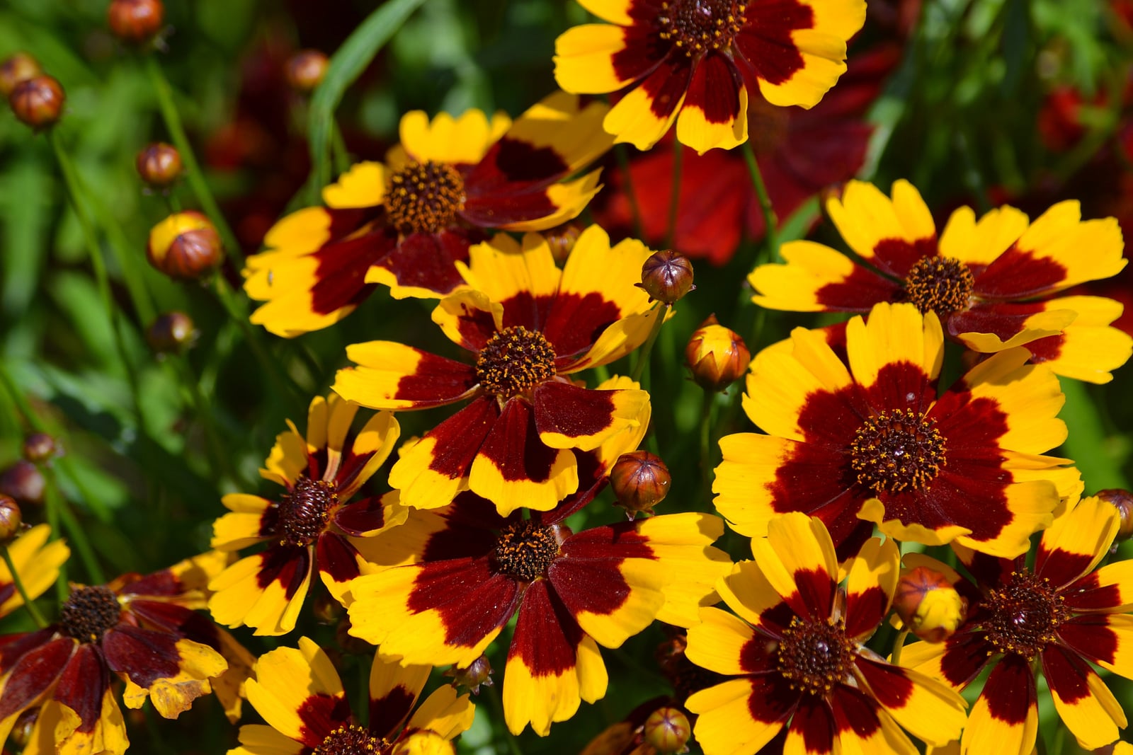 A dense sunlit mass of plains coreopsis flowers filling the frame. Each head has broad yellow petals with a bold dark red-brown blotch at the base, so the blotches form a ring around a small dark centre. Round unopened buds and narrow leaves are threaded between the flowers.