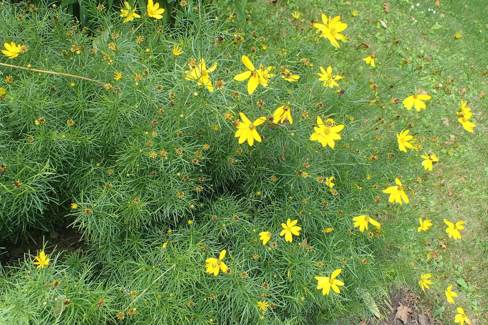 Threadleaf coreopsis (Coreopsis verticillata) as a mounded clump in a garden bed, showing the fine fern-like whorled foliage studded with golden-yellow daisy flowers.