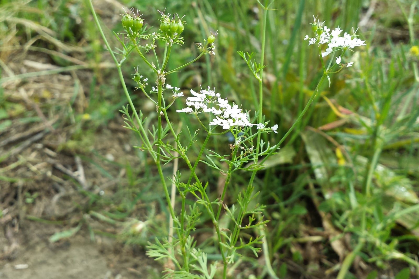 Cilantro (Coriandrum sativum) as a single bolted plant from base to flowering top, showing the slender branching stems, lacy lower foliage, and airy white umbels.