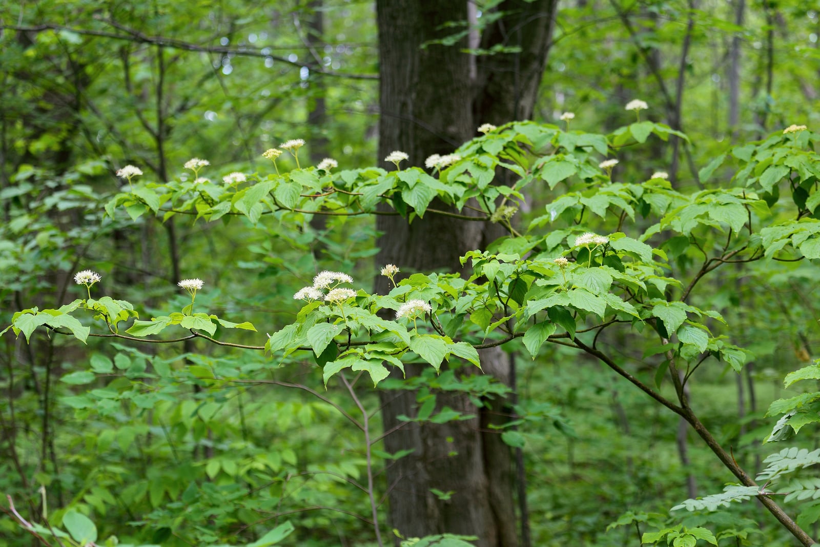 Two horizontal tiers of pagoda dogwood branches in a green woodland, each layer carrying flat-topped clusters of small creamy-white flowers held above a plane of alternate leaves. A large tree trunk stands out of focus behind them.