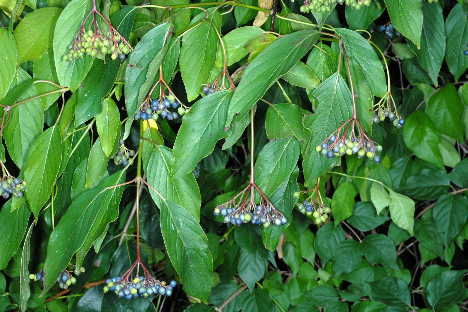Arching silky dogwood branches hung with drooping clusters of round drupes ripening from green through pale grey-blue to deep blue, carried on red-purple stalks among long-pointed opposite leaves.