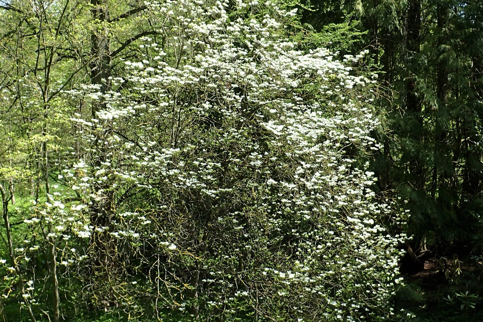 Cornejo florido (Cornus florida) en primavera, que muestra las características brácteas blancas que rodean la inflorescencia central.