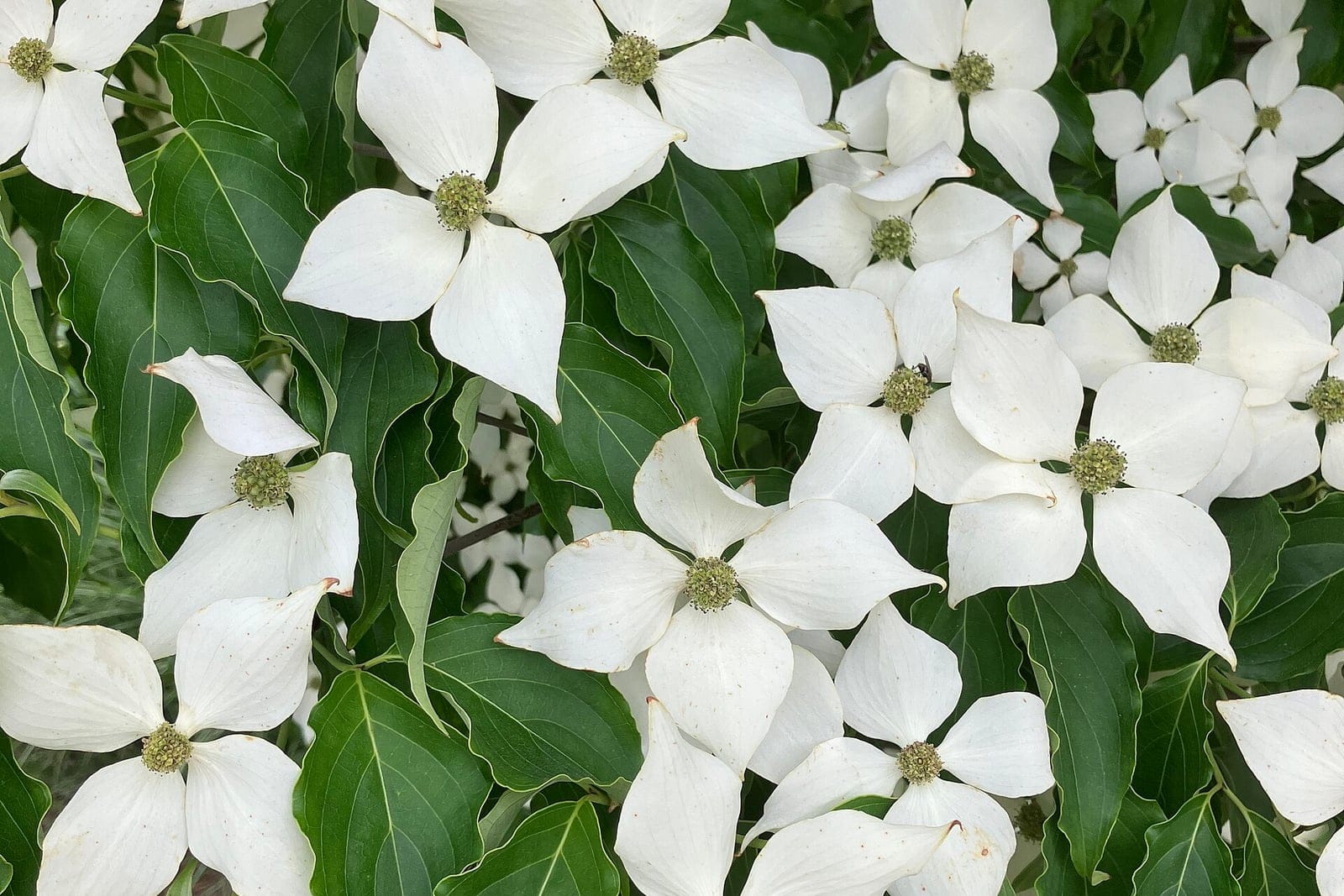 Cornejo kousa en plena floración, que muestra las características brácteas blancas puntiagudas que rodean el grupo floral central, con hojas verdes opuestas