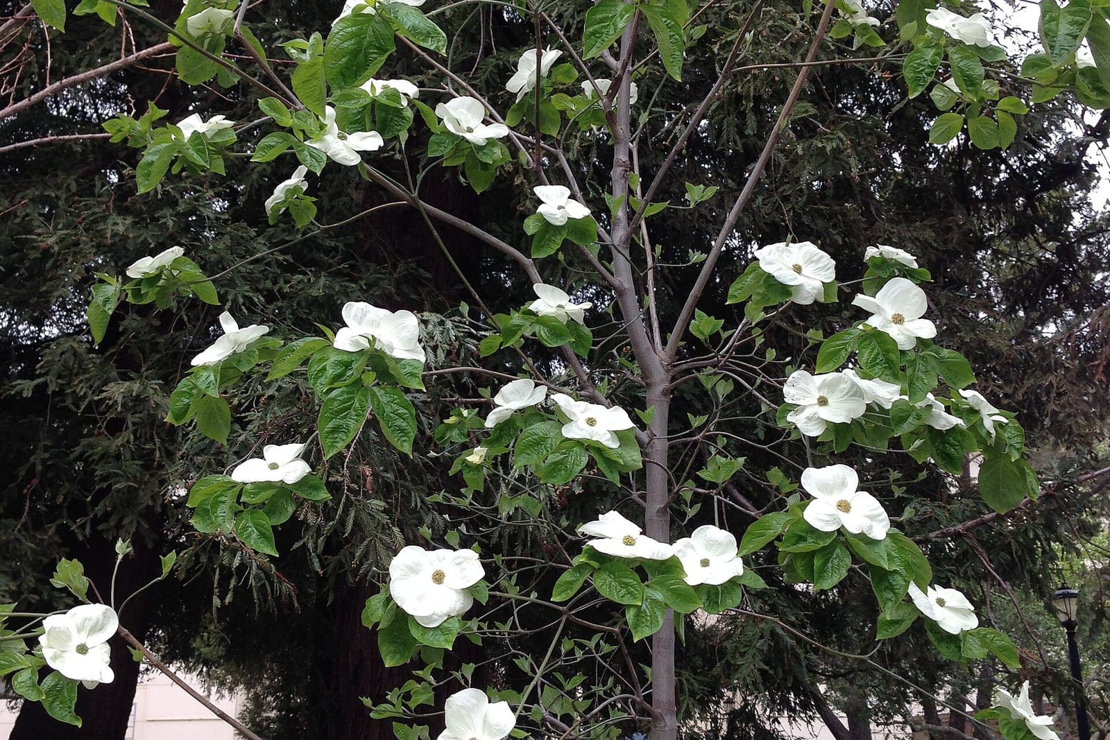 Pacific dogwood (Cornus nuttallii) as a mature tree in full spring bloom in a park, showing the open, layered, tiered branching studded with large white flower bracts.