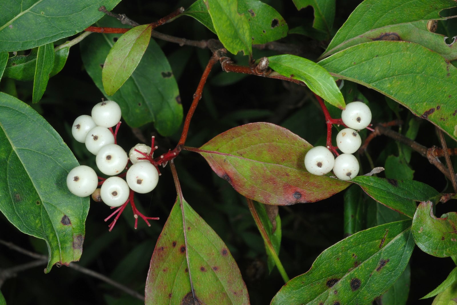 Una rama de cornejo gris que lleva dos racimos de bayas de un blanco tiza sobre pedúnculos ramificados de un rojo vivo, entre hojas opuestas que pasan del verde al rojo, sobre un fondo oscuro y sombrío.