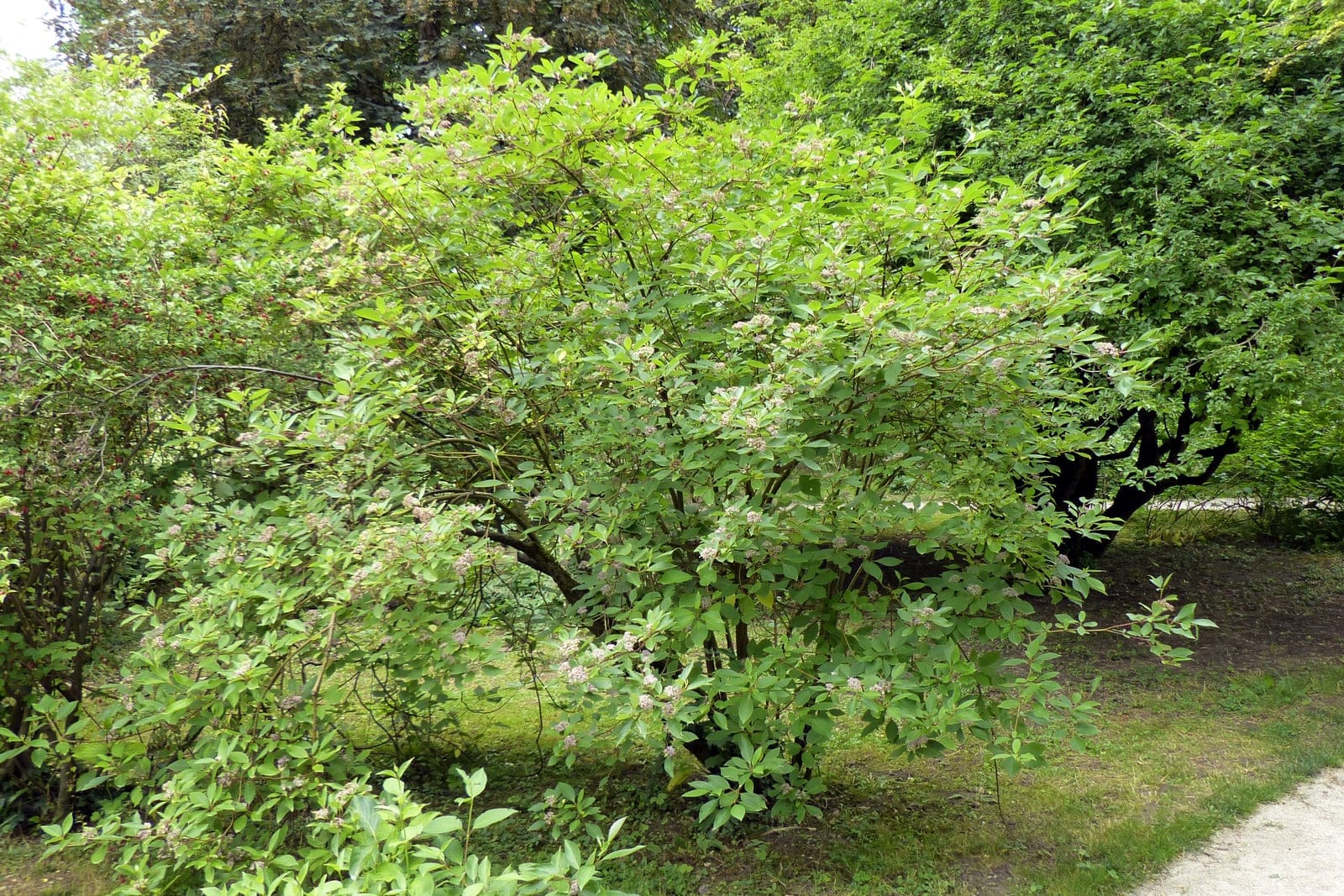 Red-osier dogwood (Cornus sericea) mature multi-stemmed shrub in green-season leaf, showing its broad arching thicket-forming habit.