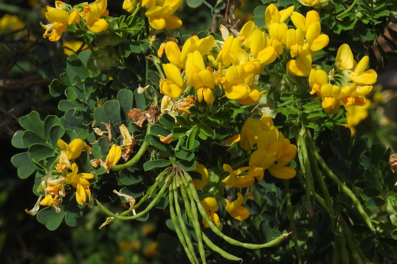 Coronilla valentina flowering in the Zingaro nature reserve, Sicily - clustered bright yellow pea flowers against pinnate green foliage