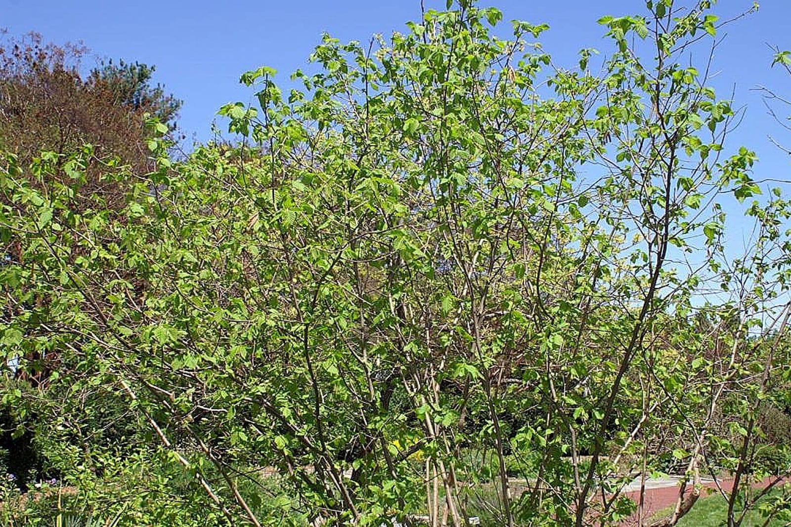 American hazelnut (Corylus americana) as an open, multi-stemmed deciduous shrub, its rounded thicket-forming habit and upright cane-like stems visible in spring leaf-out.