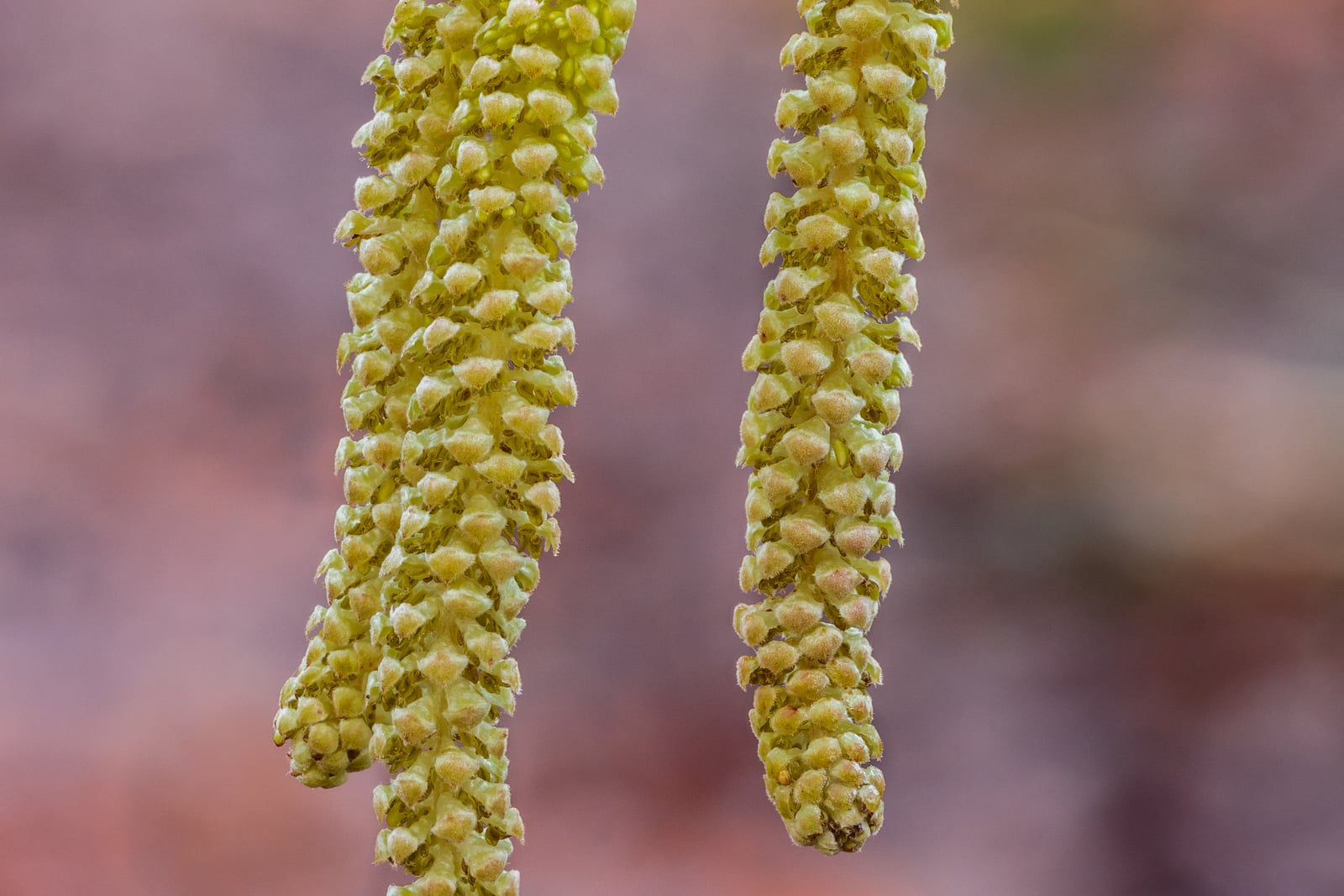 Common hazel (Corylus avellana) male catkins - two long, dangling pale yellow-green "lambs-tail" catkins hanging from a bare late-winter twig.