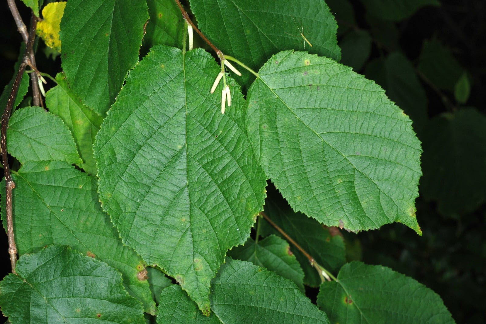 Foliage of Corylus maxima (filbert) - broad, doubly-serrate, rounded to heart-shaped green leaves with prominent veining on an arching branch